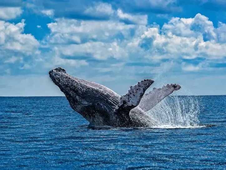 Humpback whale seen in Gorgona National Natural Park
